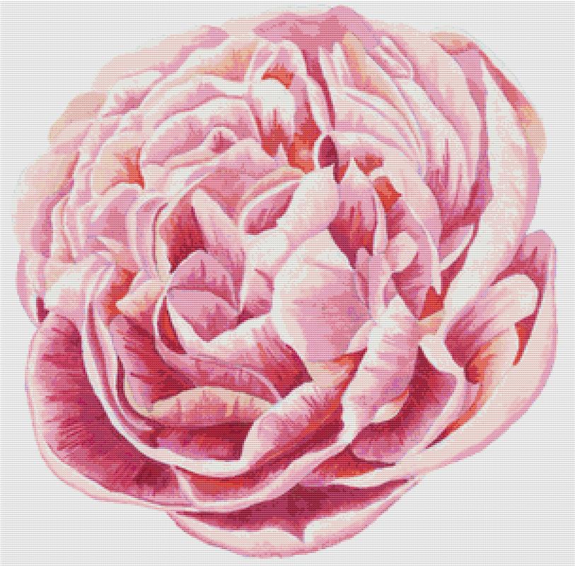 Pink Peony - X Squared Cross Stitch