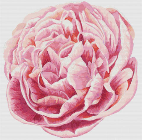 Pink Peony - X Squared Cross Stitch