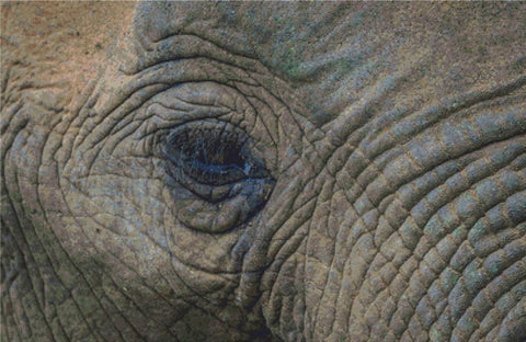 Elephant Eye - X Squared Cross Stitch