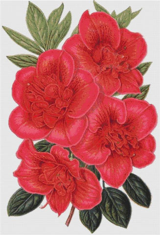 Azalea Indica François Devos - X Squared Cross Stitch