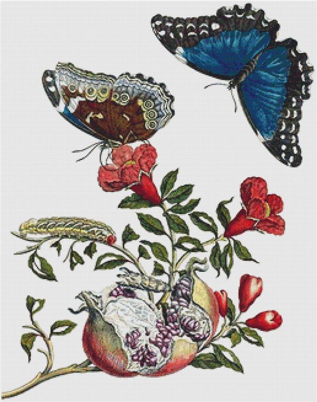 Pomegranate And Menelaus Blue Morpho - X Squared Cross Stitch