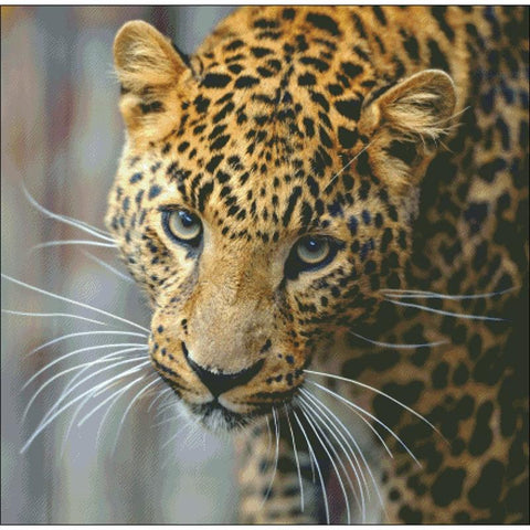 Leopard Stare - Charting Creations