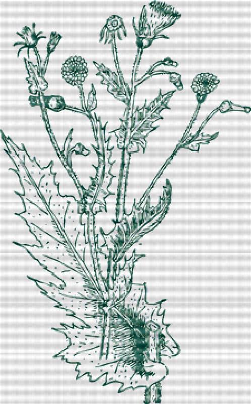 Vintage Thistle - X Squared Cross Stitch