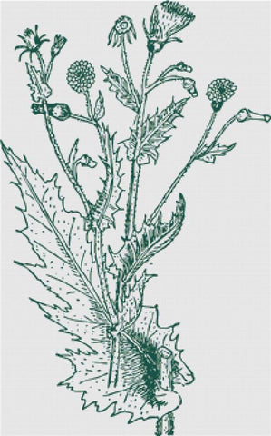 Vintage Thistle - X Squared Cross Stitch