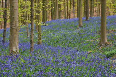 Carpet Of Hyacinths - X Squared Cross Stitch