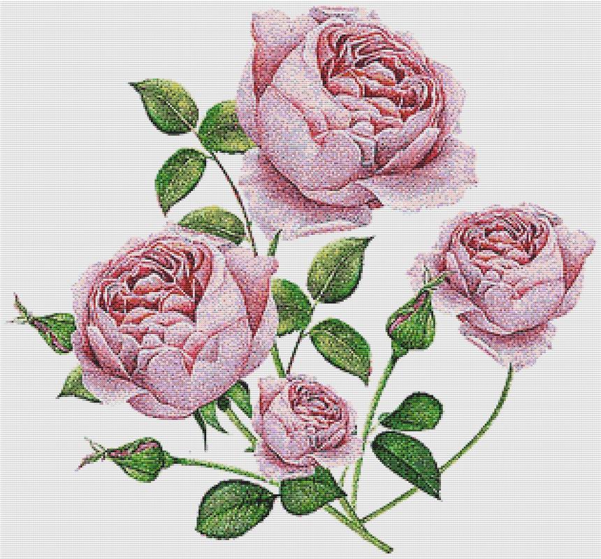 English Roses - X Squared Cross Stitch