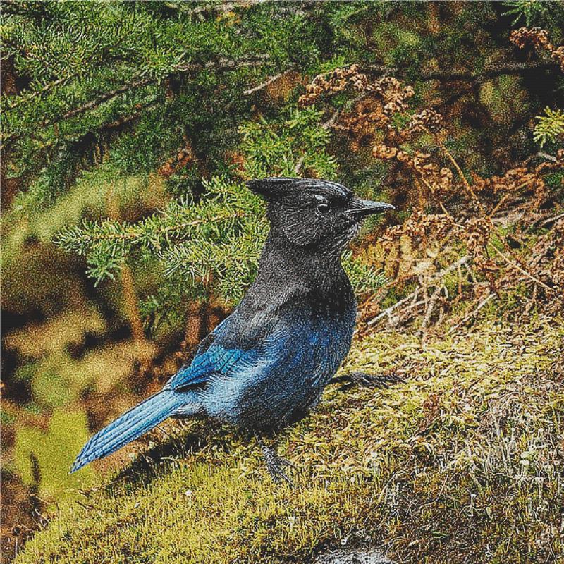 Blue Jay - X Squared Cross Stitch