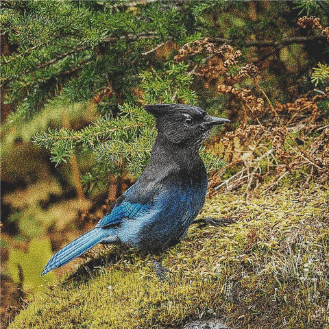 Blue Jay - X Squared Cross Stitch