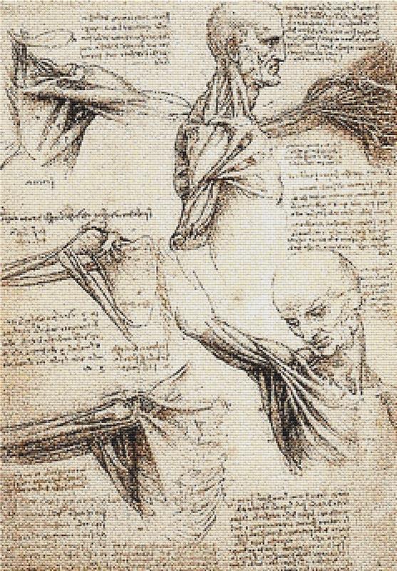 Anatomical Studies Of The Shoulder - X Squared Cross Stitch