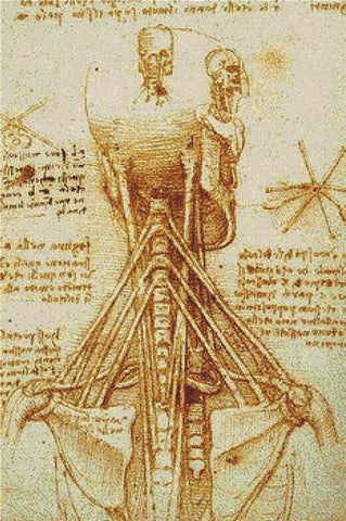 Anatomy Of The Neck - X Squared Cross Stitch