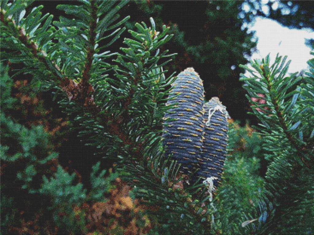 Pine Cones - X Squared Cross Stitch