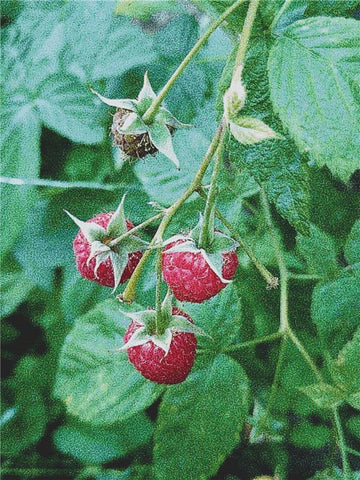 Raspberries - X Squared Cross Stitch