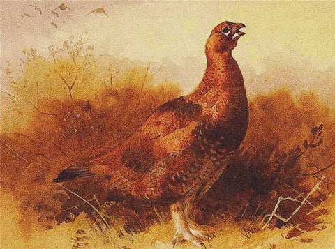 Grouse - X Squared Cross Stitch