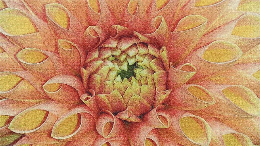 Dahlia - X Squared Cross Stitch