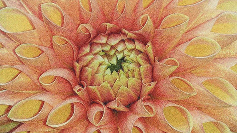Dahlia - X Squared Cross Stitch