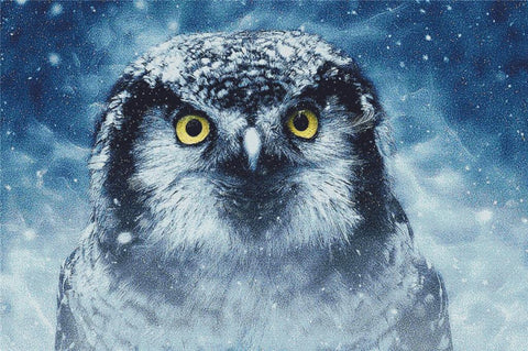 Blue Owl - X Squared Cross Stitch