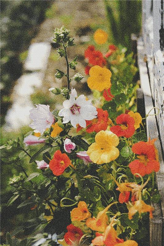 Nasturtiums - X Squared Cross Stitch