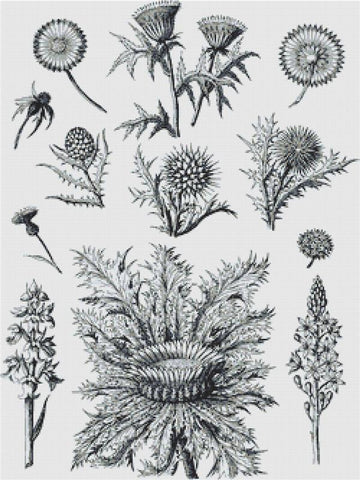 Decorative Floral Plants I - X Squared Cross Stitch