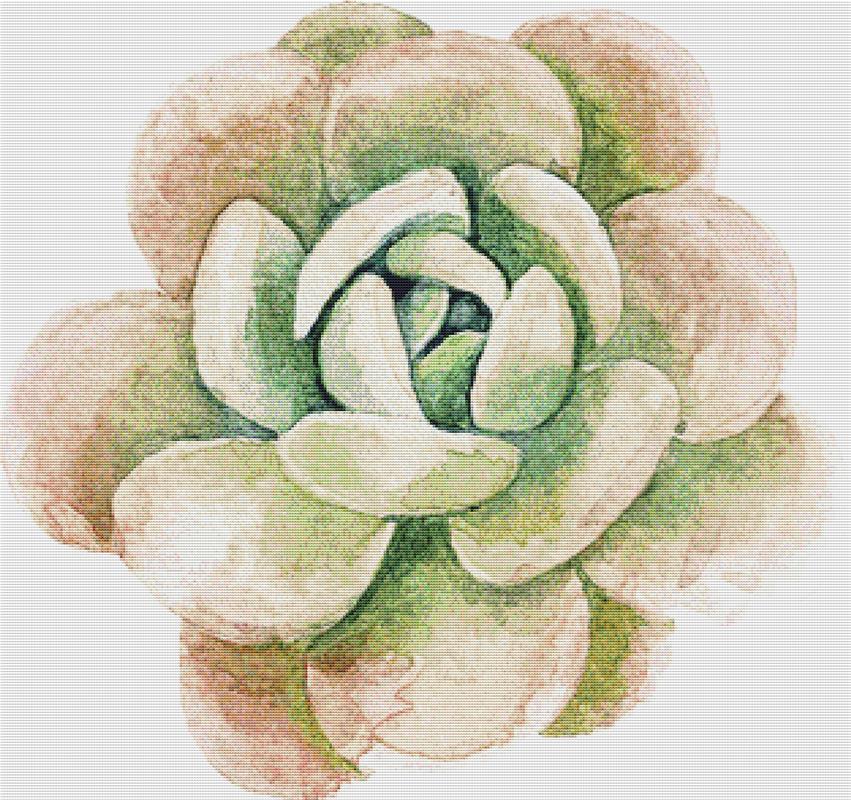 Large Single Succulent II - X Squared Cross Stitch