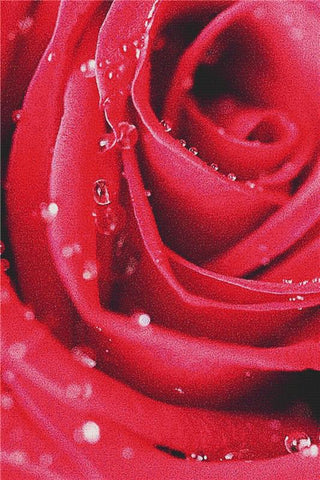 Detail Of The Rose - X Squared Cross Stitch