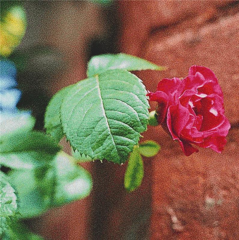 Red Rose - X Squared Cross Stitch