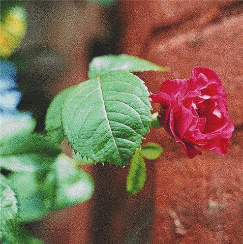 Red Rose - X Squared Cross Stitch
