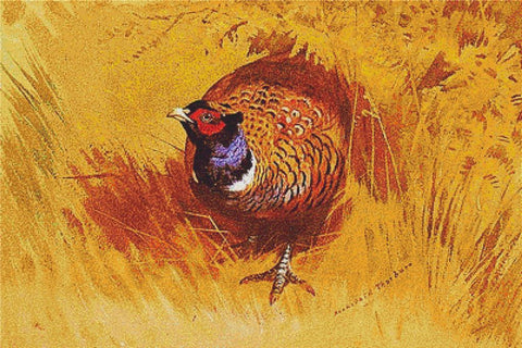 A Pheasant - X Squared Cross Stitch