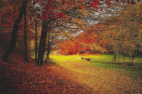 Autumn Woods - X Squared Cross Stitch