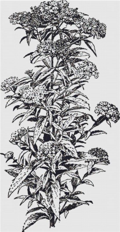 Albiflora - X Squared Cross Stitch