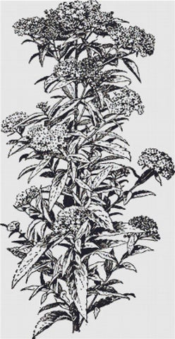 Albiflora - X Squared Cross Stitch