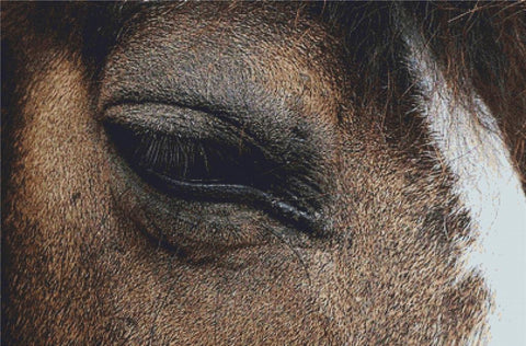 Horse Eye II - X Squared Cross Stitch