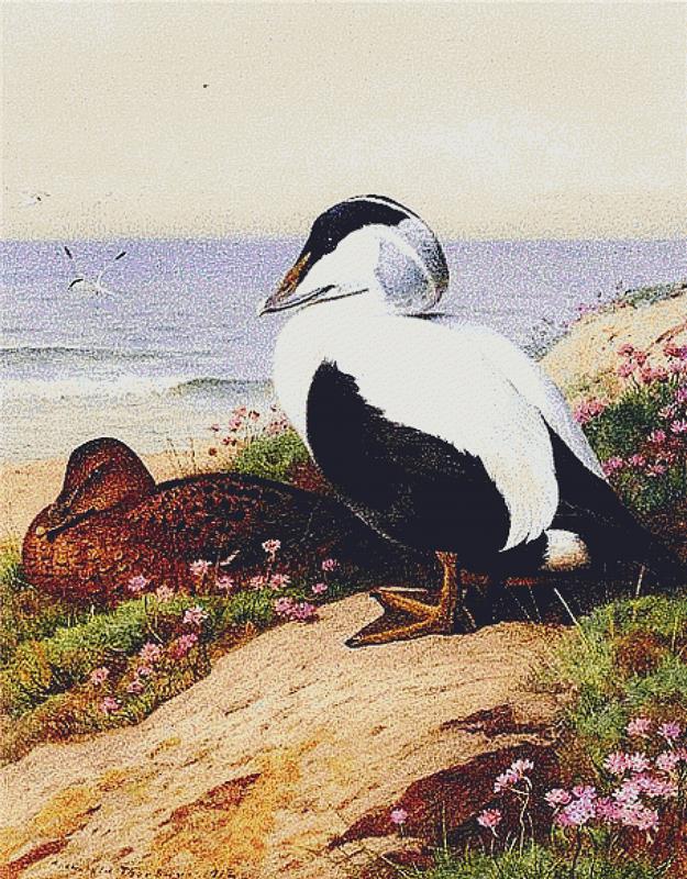 Common Eider Ducks - X Squared Cross Stitch