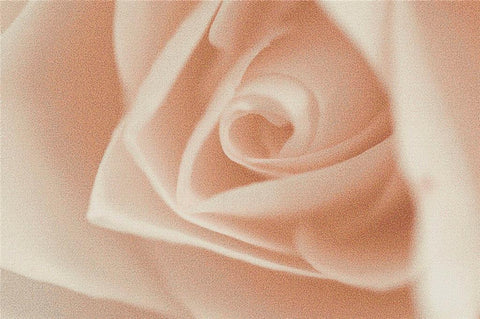 Pastel Rose - X Squared Cross Stitch