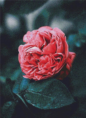 Flower In Nazareth - X Squared Cross Stitch