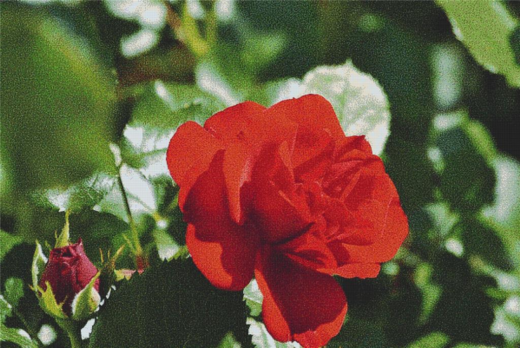 Red Roses - X Squared Cross Stitch