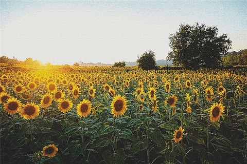 Sunflowers At Sunset - X Squared Cross Stitch