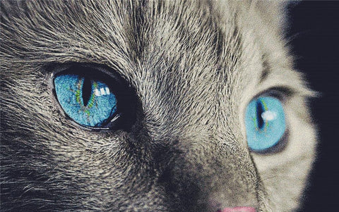 Blue Eyes - X Squared Cross Stitch