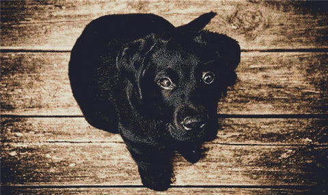 Black Dog - X Squared Cross Stitch