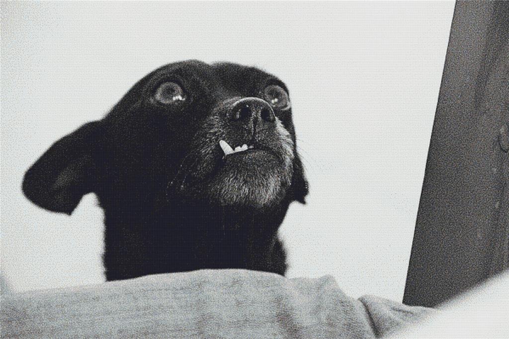 Funny Dog - X Squared Cross Stitch