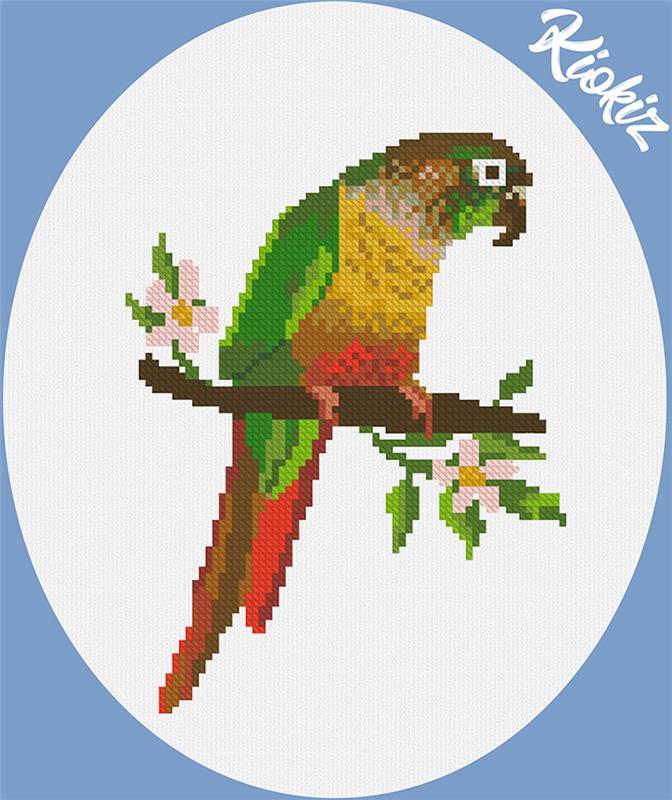 Green Cheeked Conure - Kiokiz