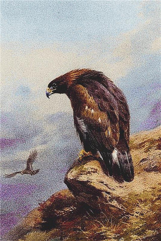 A Golden Eagle - X Squared Cross Stitch