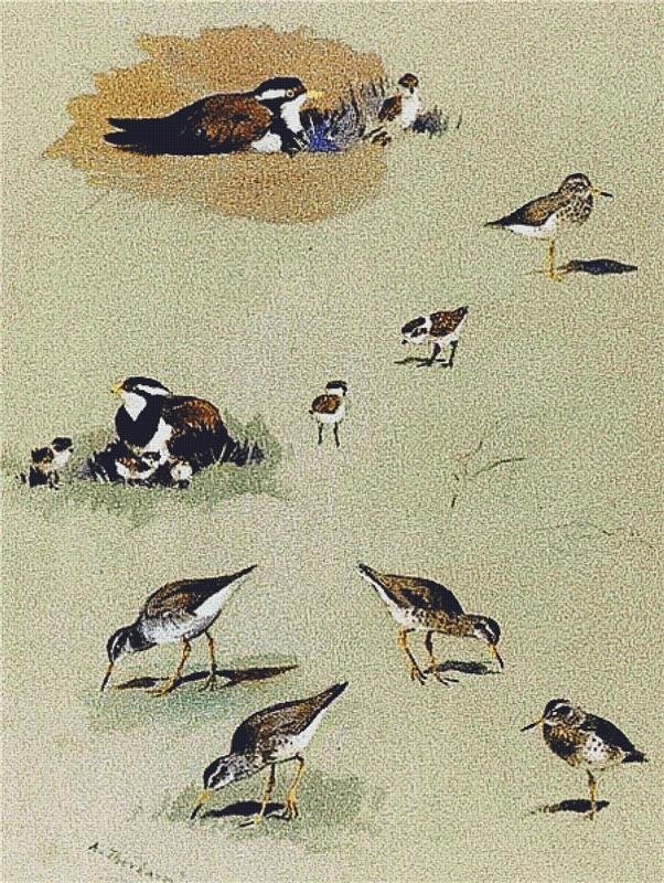 Study Of Sandpipers - X Squared Cross Stitch