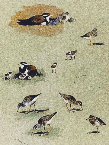 Study Of Sandpipers - X Squared Cross Stitch