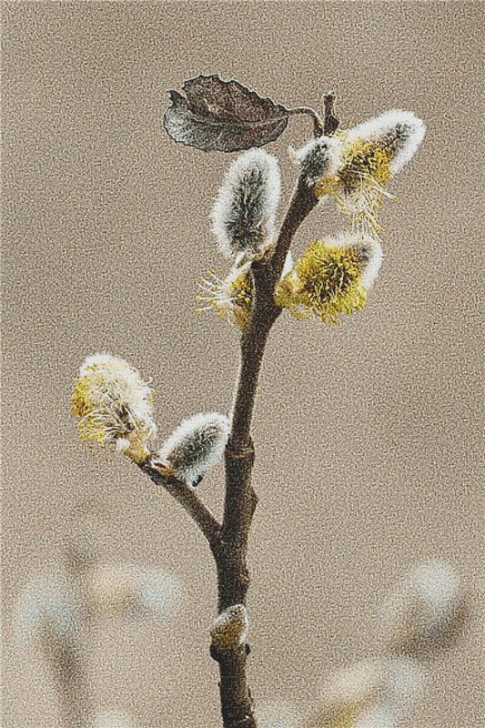 Willow Catkin - X Squared Cross Stitch