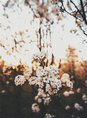 Cherry Blossoms - X Squared Cross Stitch