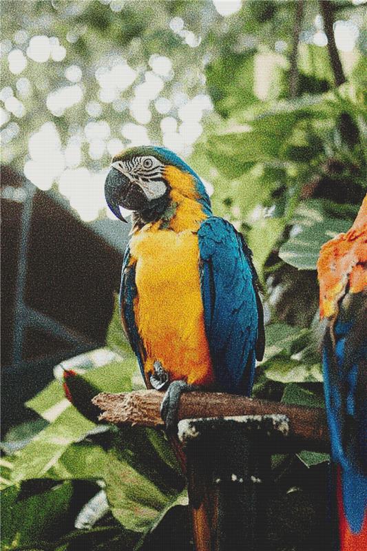 Macaw - X Squared Cross Stitch