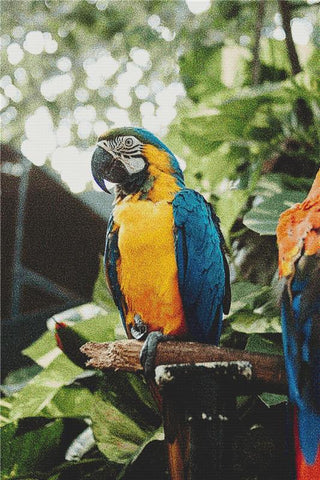Macaw - X Squared Cross Stitch