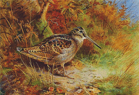 A Woodcock - X Squared Cross Stitch
