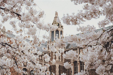 Steeple Through The Cherry Blossoms - X Squared Cross Stitch
