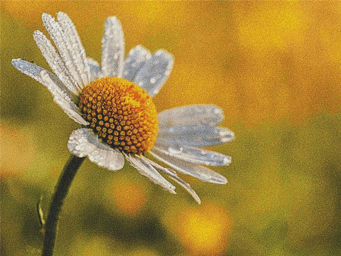 Daisy - X Squared Cross Stitch